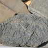 One of many fossils found on Blue Beach