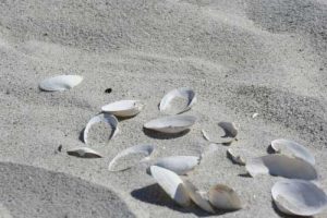 Shells in the sand at Carters Beach
