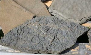 One of many fossils found on Blue Beach