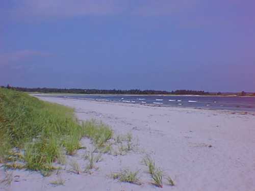 Beach Meadows
