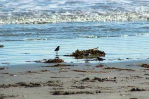 Sea birds at play