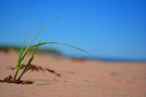 Caribou Grasses