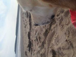 Chase loved this beach