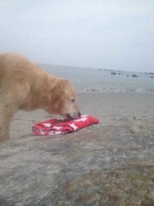 Great for Chase to swim