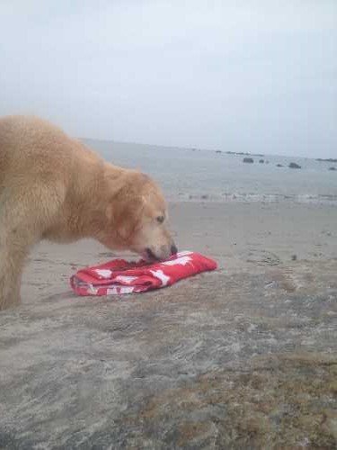 Great for Chase to swim