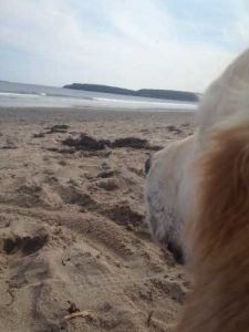 Beautiful Beach For walking
