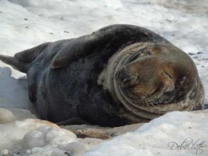 A big bull seal