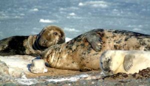 Seal Family