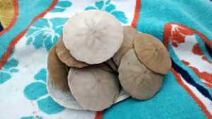 Sanddollars galore!