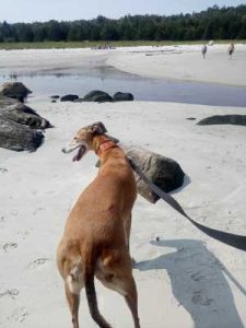 Our Greyhound looking around
